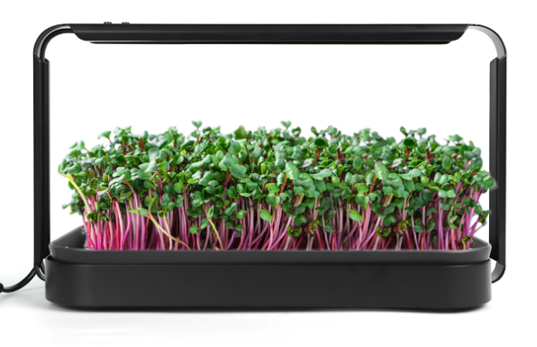 Savi micro growing microgreens