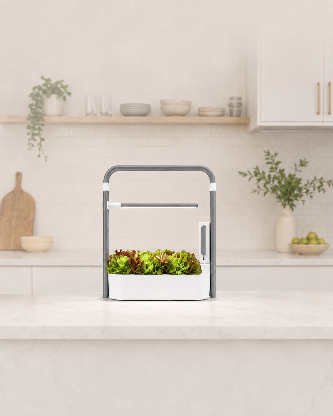 Savi One growing red and green butterleaf lettuce on a kitchen counter