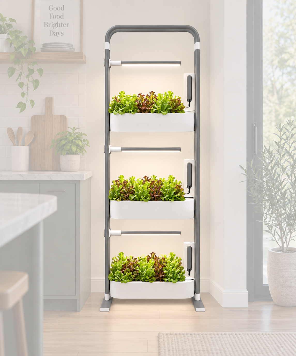 Savi Three growing red and green butterleaf lettuce in a bright kitchen corner