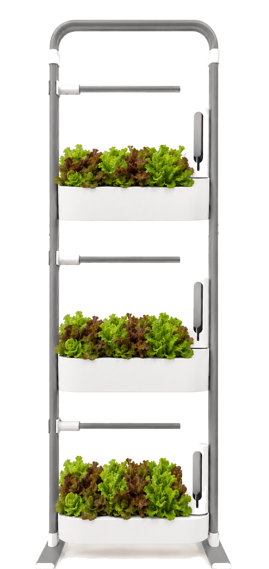 Savi Three growing lettuce