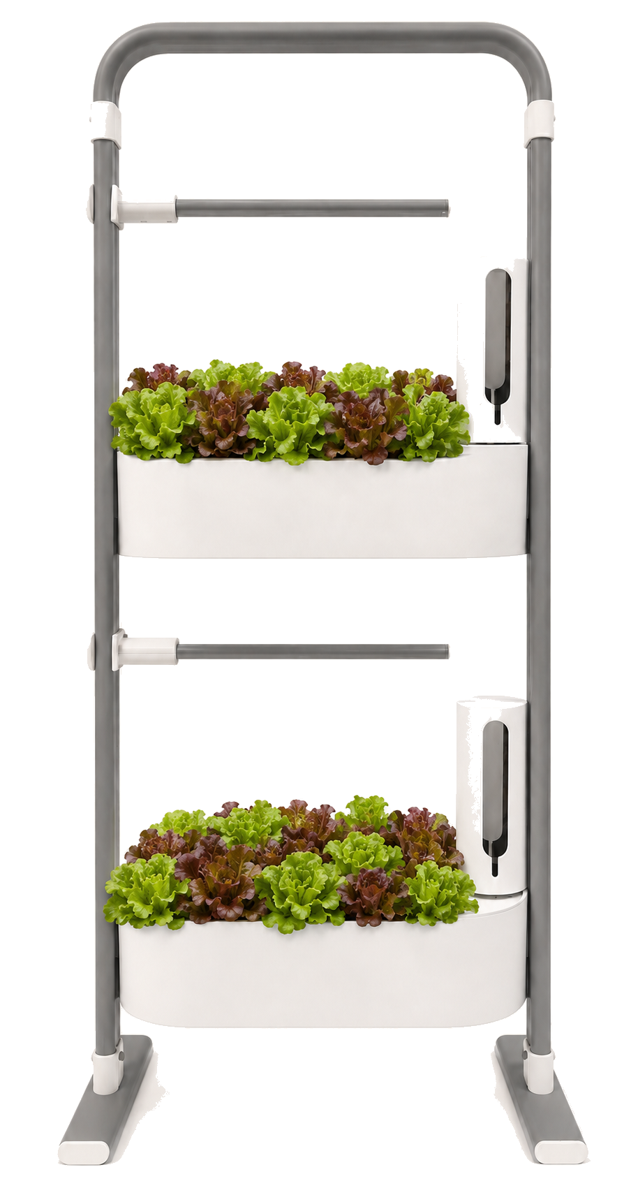 Savi Two growing lettuce